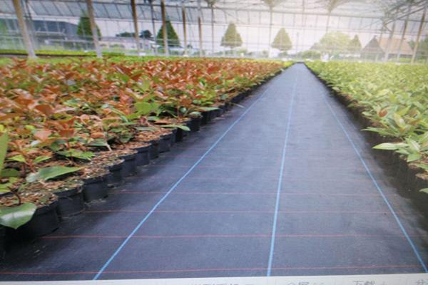 土工布能不能阻擋植物根系呢？  第2張